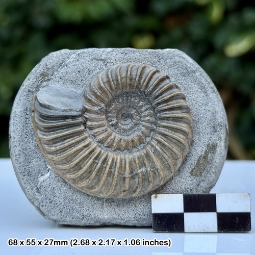 Caenisites fossil ammonite - caenisites,