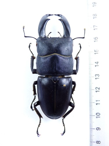 Entomology insects dorcus - insects:,