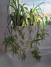 2 x Baby Spider Plants Bare