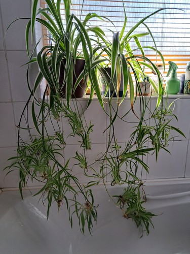 Baby spider plants bare - spider,