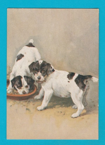 Dogs the smooth fox terrier - the,