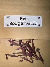 10+Bag Bougainvillea Seeds