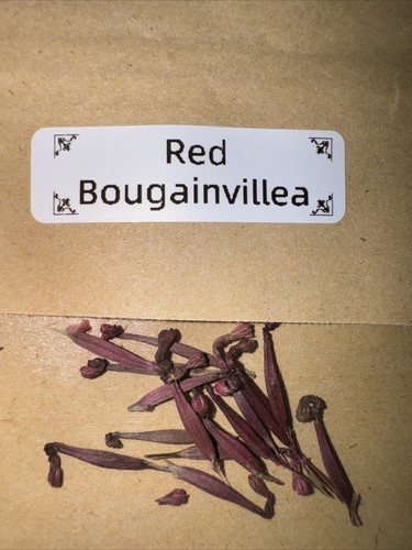 Bag bougainvillea seeds - bougainvillea,