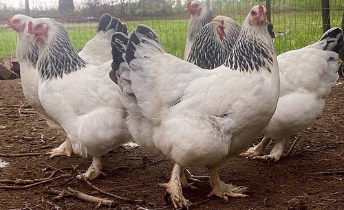 Light brahma hatching eggs - brahma,