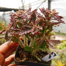 6CM Succulent Cactus Plant