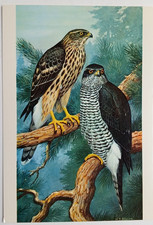 Goshawk Bird of Prey H J Slijper Art Postcard - unused