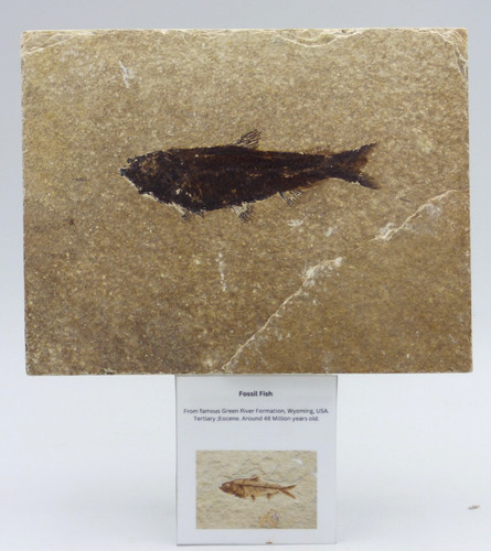 Fossil knightia fish eocene - knightia,