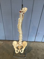 Chiropractor doctor spine hip