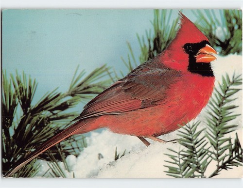 Postcard northern cardinal - northern,