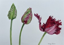 Modern Botanical Watercolour