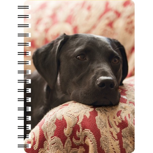 Labrador black with - black,