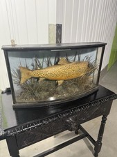 Victorian taxidermy fish - taxidermy,