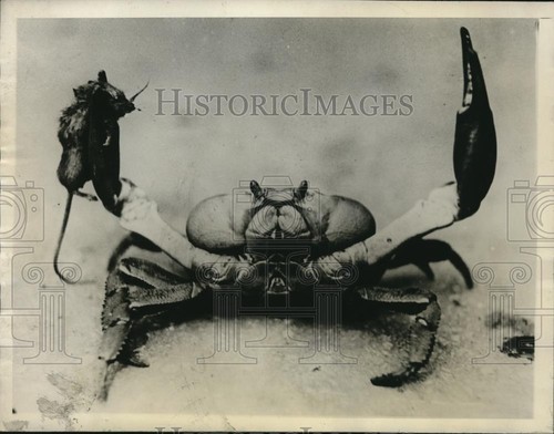 1930 press photo cambrian - photo, a