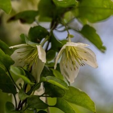 T&M Winter Flowering Clematis