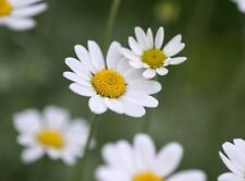 Anthemis tinctoria 'Sauce