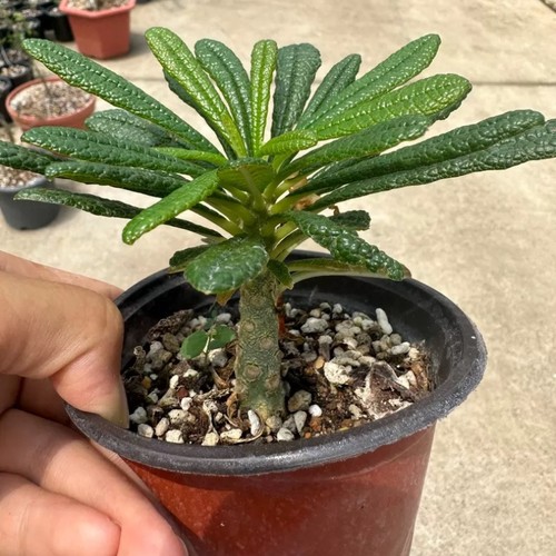 8cm dorstenia gigas - dorstenia,