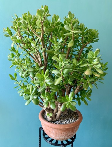 Jade plant money - plant,,