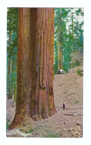 Sequoia gigantea western - sequoia,