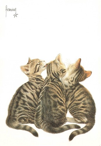 Postcard cats francien - postcard, van