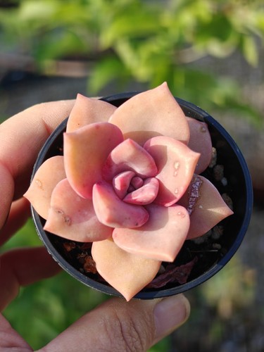 Graptoveria rainbow candy - graptoveria,