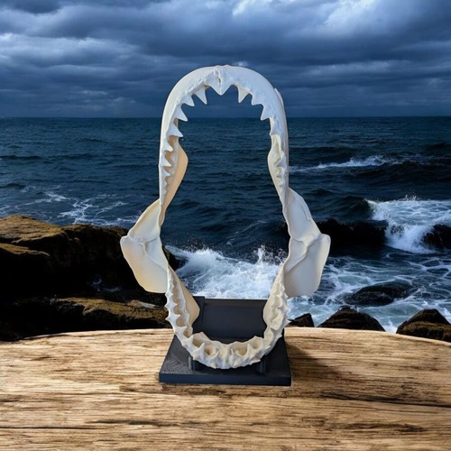 Shark skull jaw - shark, –
