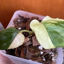 Monstera Obliqua Mayuana Variegated