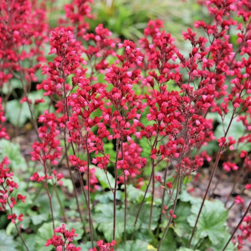 Heuchera sanguinea - heuchera,