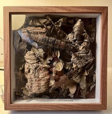 Two Eurycantha Calcarata