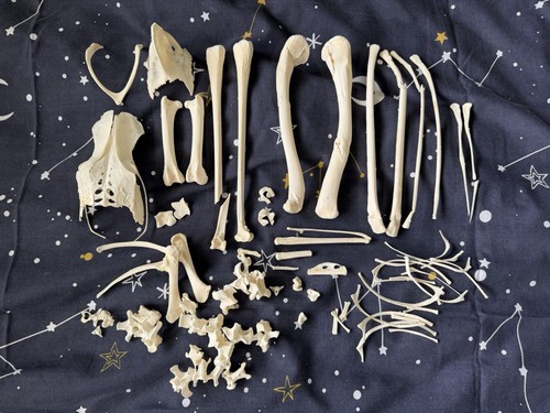 White stork skeleton mbd - white,