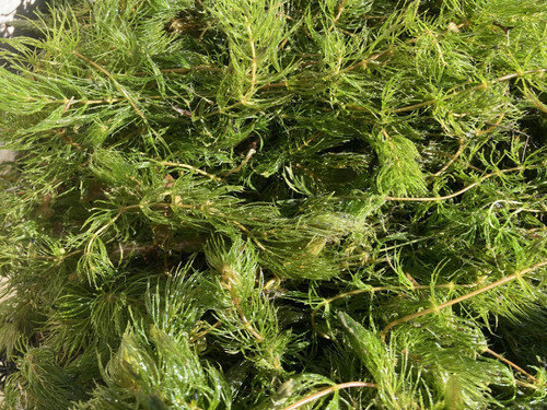 Hornwort ceratophyllum - -,