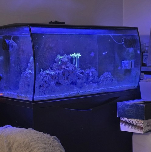 Fluval flex aquarium - flex, tank