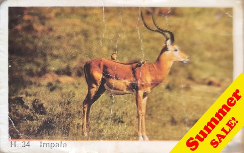Dandy gum wild animals danish - gum,
