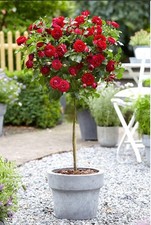 2 x Standard Red Rose Tree 80cm tall Indoor Outdoor Garden Plants Pot Grown
