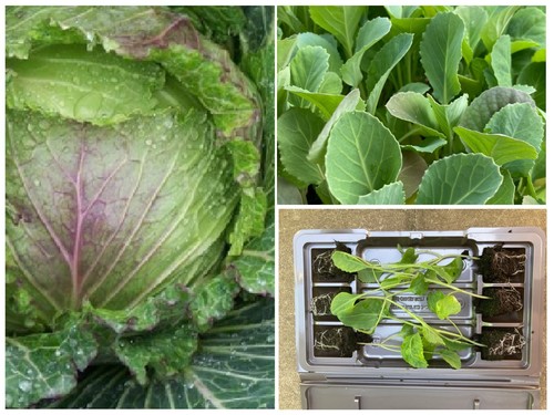 Cabbage plug plants - cabbage,
