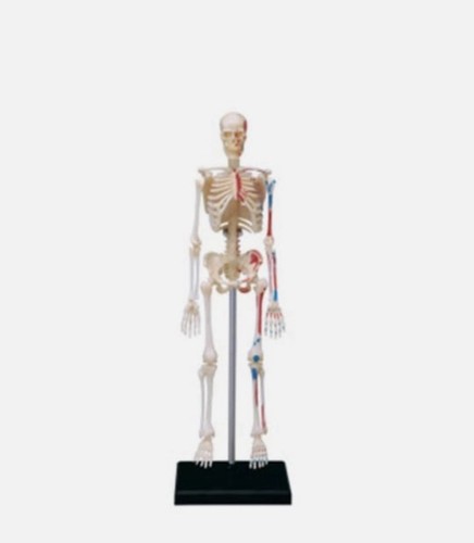Human skeleton model with - human,