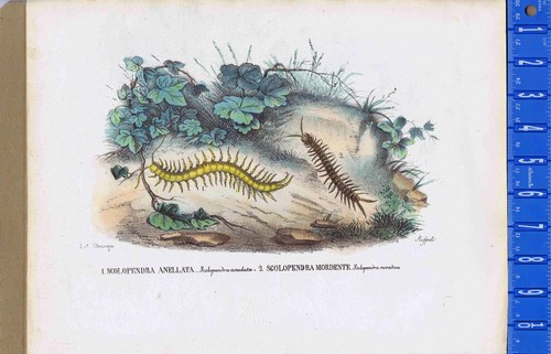 Arthropoda scolopendra - arthropoda:,