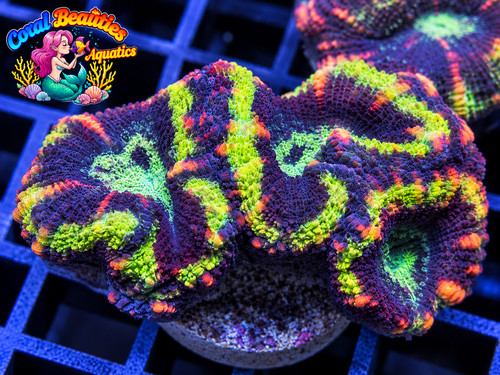 Coral beauties aquatics - coral,