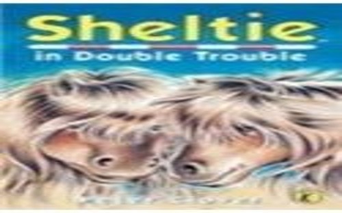 Sheltie in double - sheltie,