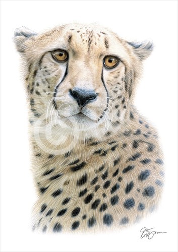 Cheetah colour pencil drawing - colour,