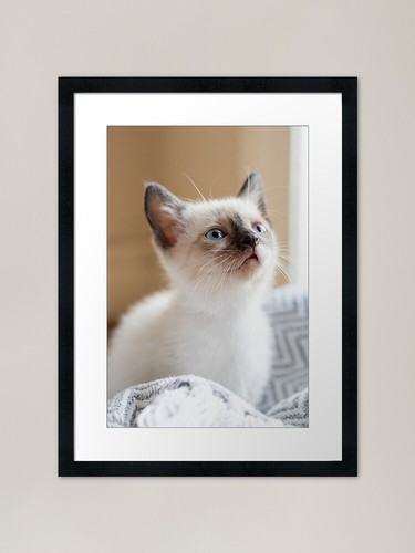 Siamese kitten framed art - kitten,