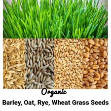 10g-1kg Organic Wheatgrass