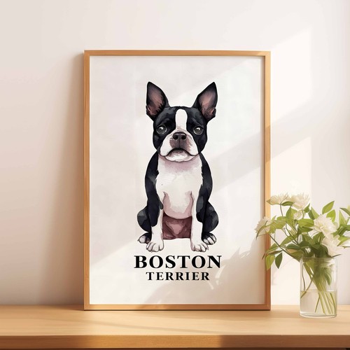 Boston terrier - boston,