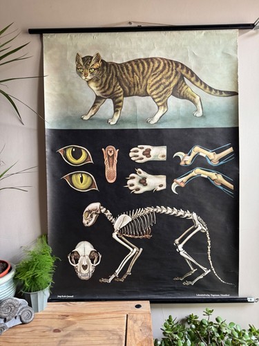 Vintage roll down school chart