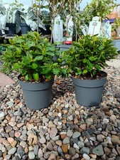 2 x 2 L White Rhododendron | 2 pack | Evergreen shrub | Easy care Plant |