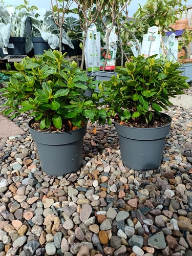 White rhododendron 2 - 2,