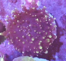 small Fuzzy Mushroom Marine