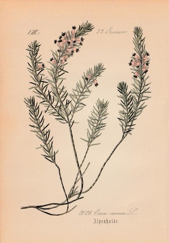Snow heath erica carnea - snow,