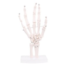 Hand Joint Anatomical Skeleton Model Human Medical Anatomy Study Tool Life Size