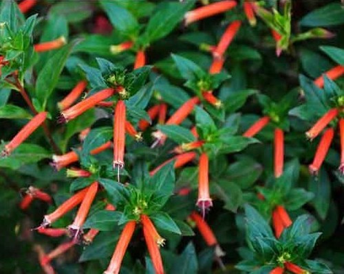 Cigar plant cuphea - x,