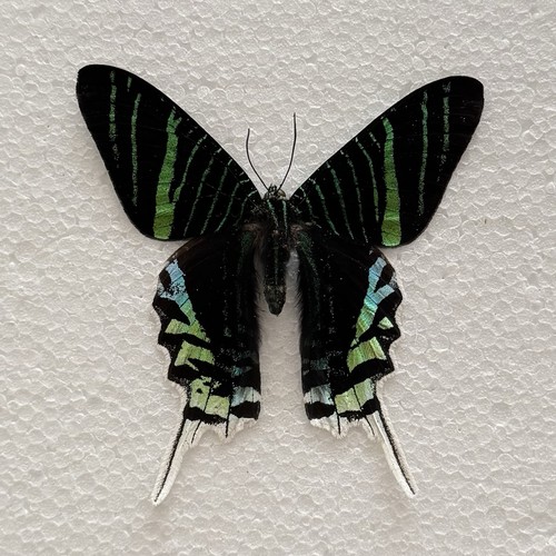 Entomology urania leilus moth - urania,